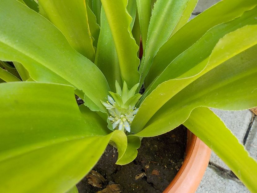  - eucomis