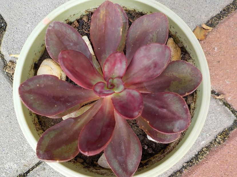  - Genul Echeveria