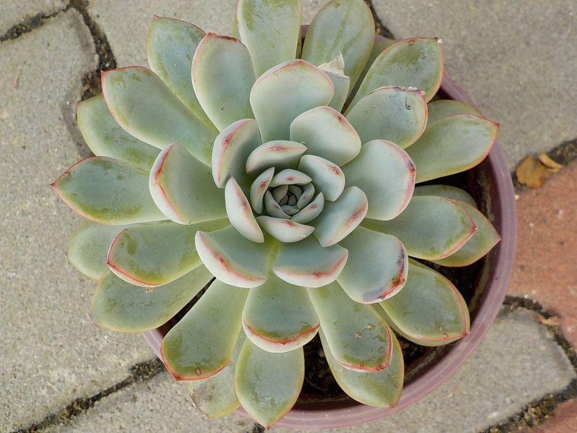 echeveria apus - Genul Echeveria