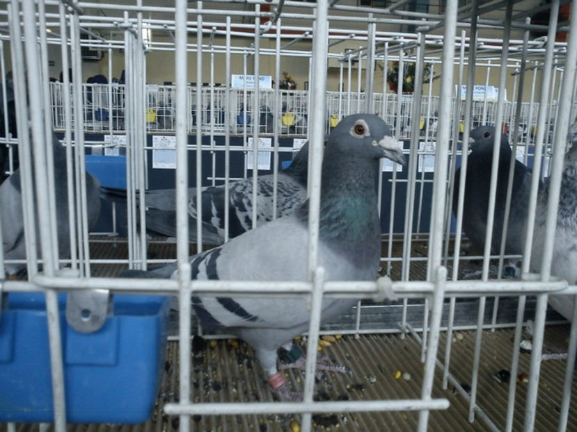  - 1238228-08 DINCA CRISTIAN