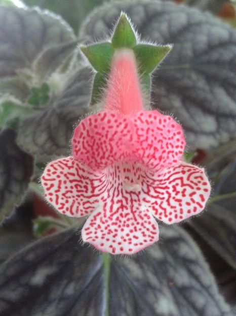 Kohleria Sunshine - Achimenes și Kohleria 2018