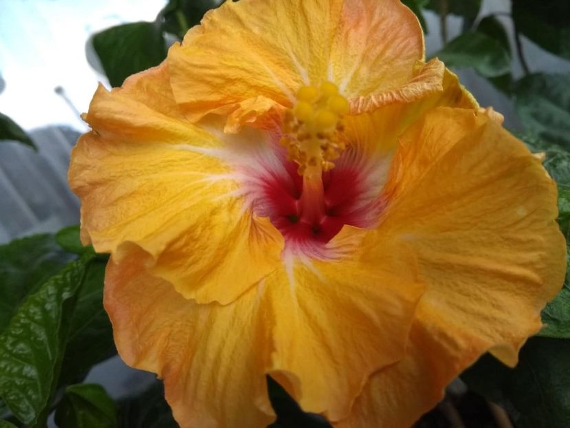  - Moorea Dancing Kevin