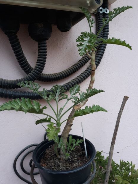  - Pelagonium carnosa