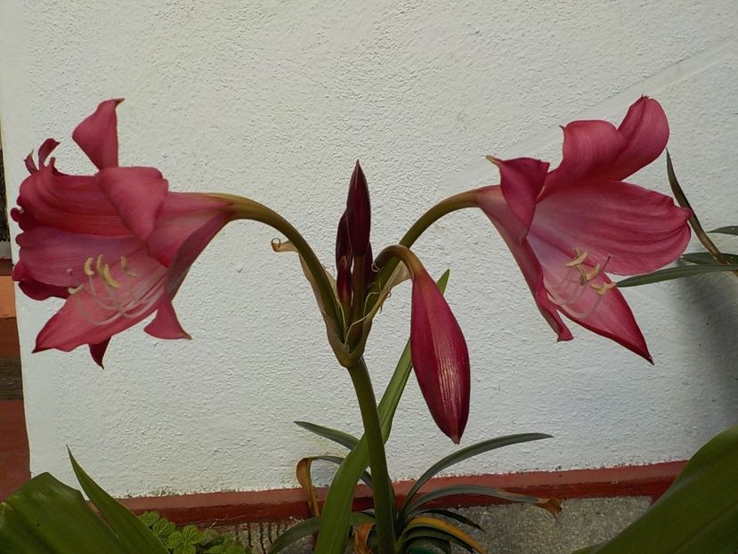  - crinum powelii bosanquet