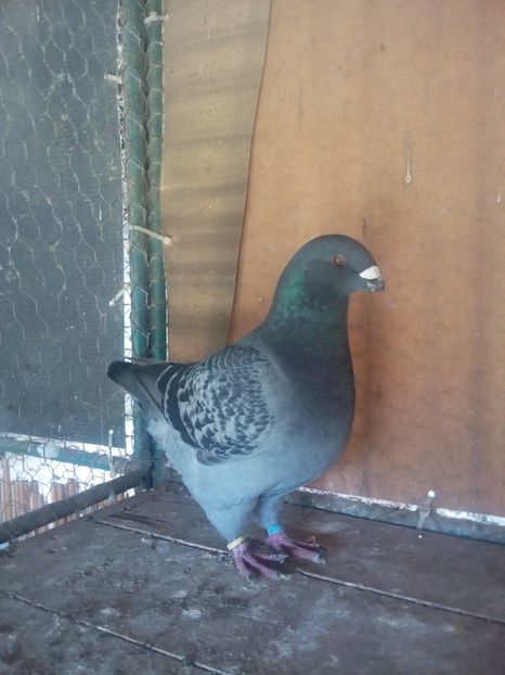 M 2018 - Tineret matca2019