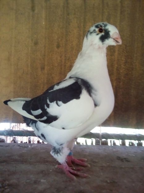 F 2018 - Tineret matca2019