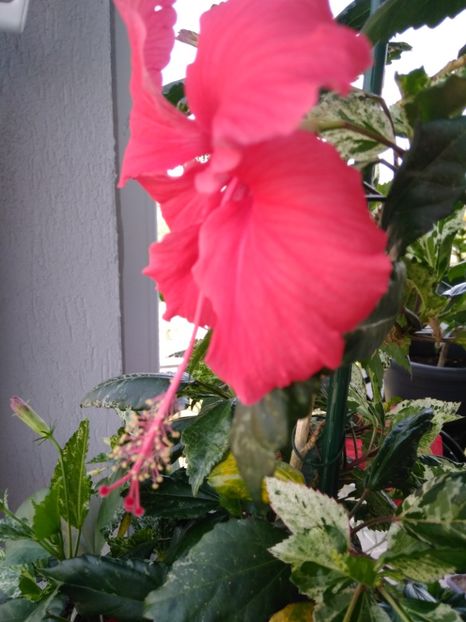  - COOPERI ROSE FLAKE