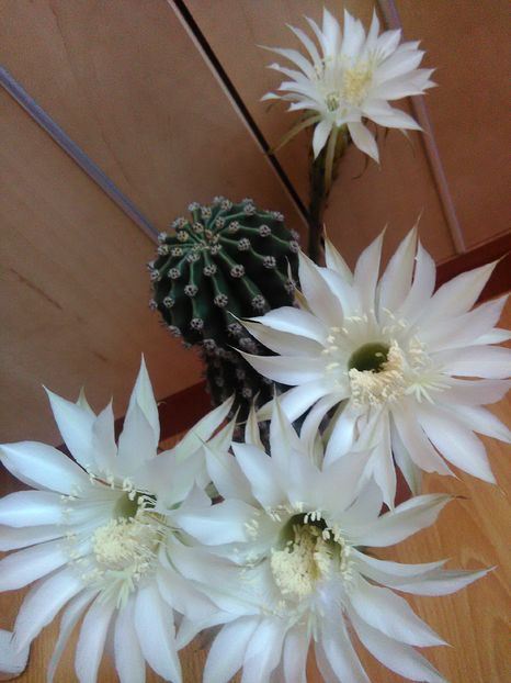  - cactusi si suculente