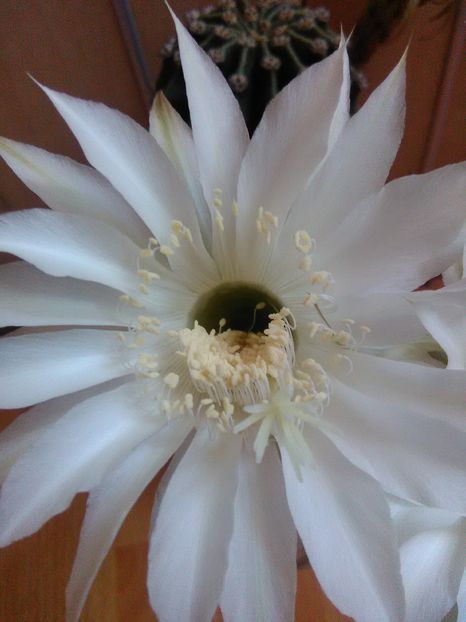  - cactusi si suculente