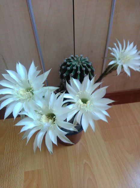  - cactusi si suculente