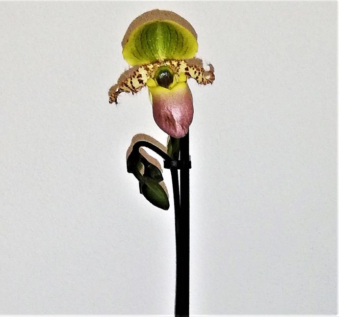  - Paphiopedilum