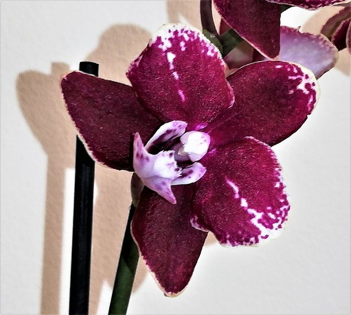 Spain multiflora - Phalaenopsis 1