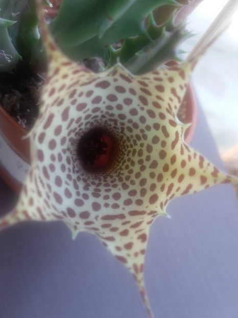 Huernia hibrid - 20 lei - Asclepiade vanzare