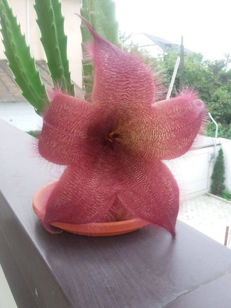 Stapelia grandiflora - 20 lei - Asclepiade vanzare