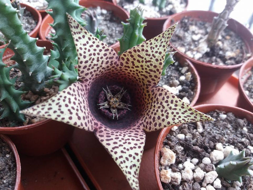 Tavaresia barckly x Orbea variegata - 35 lei - Asclepiade vanzare