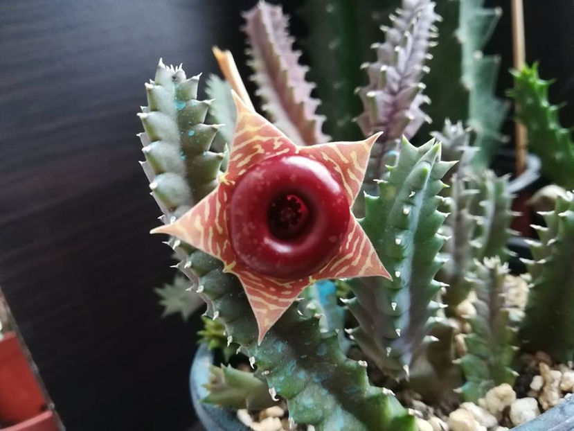 Huernia zebrina ssp zebrina - 25 lei - Asclepiade vanzare