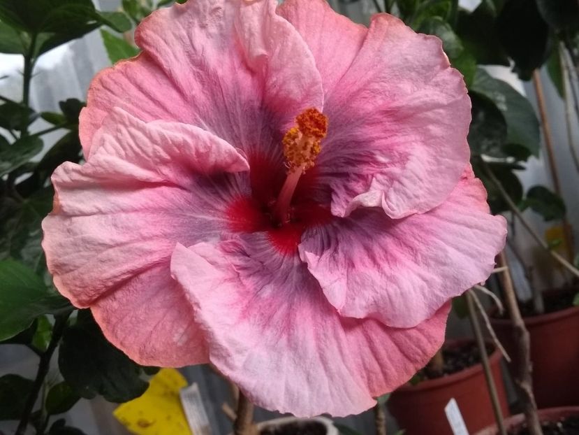  - Tahitian Star Queen Nebula