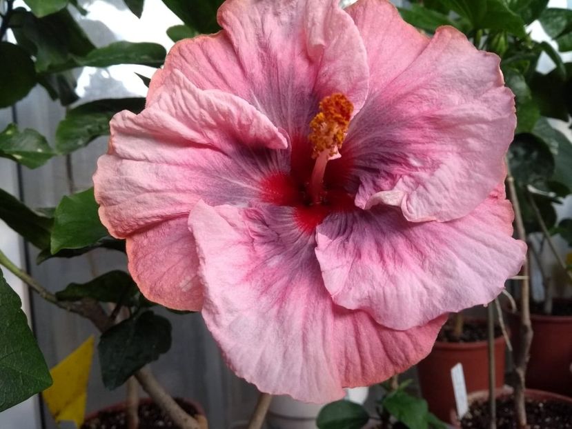  - Tahitian Star Queen Nebula