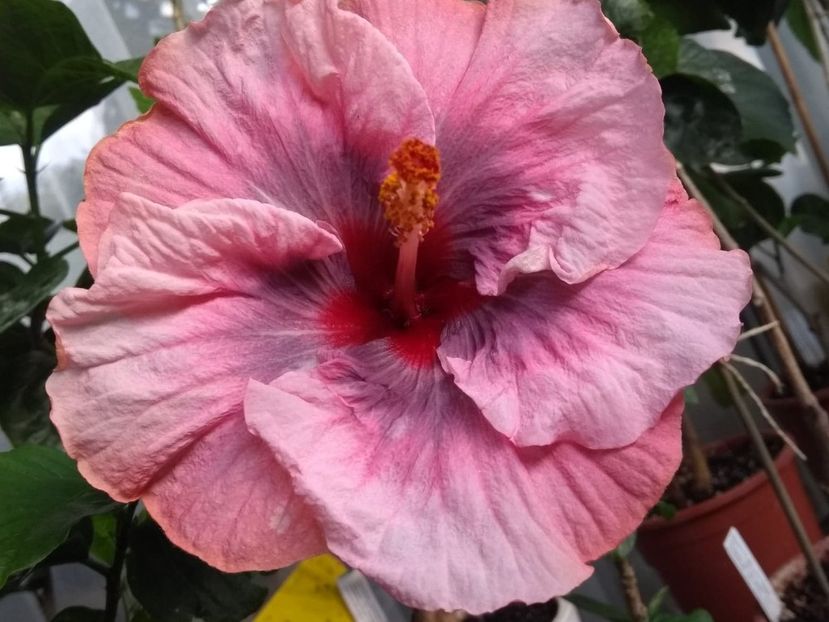  - Tahitian Star Queen Nebula