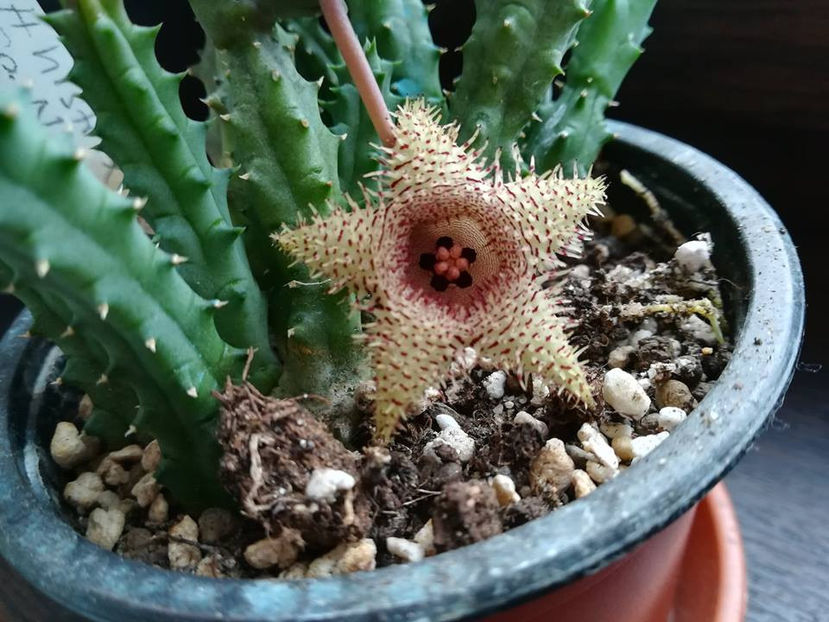 Huernia hystrix ssp parvula - 20 lei - Asclepiade vanzare