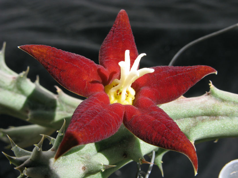 Piaranthus atrosanguineus - 30 lei - Asclepiade vanzare