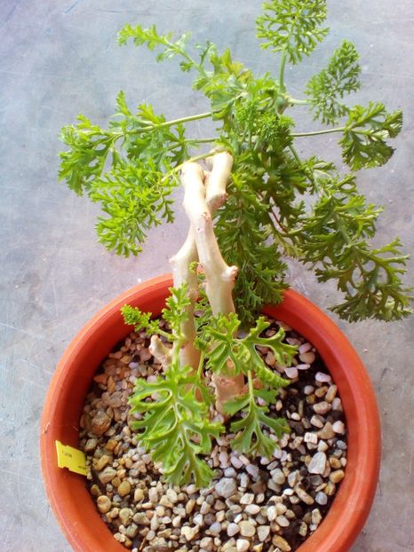  - plantutele mele