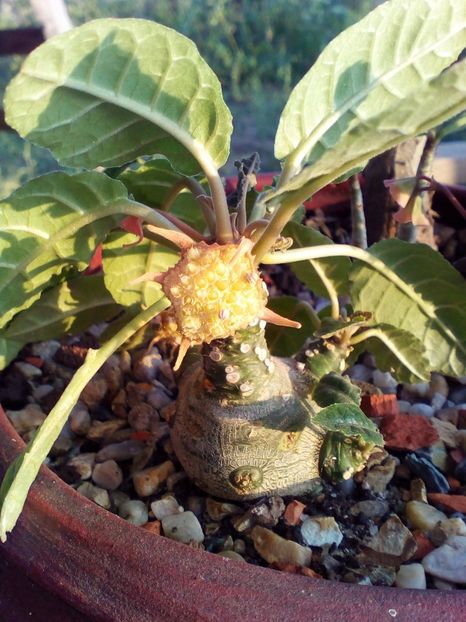  - plantutele mele