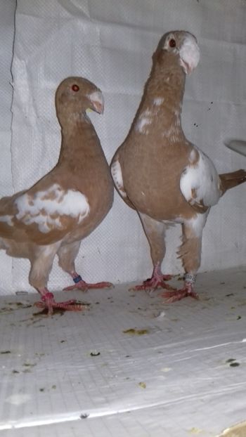 2018 - Voiajori Germani 2018