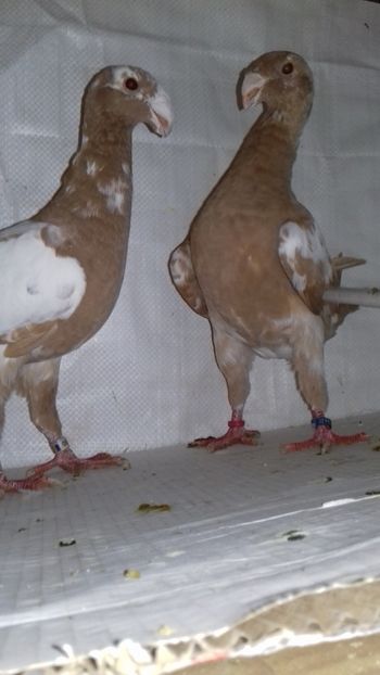 2018 - Voiajori Germani 2018