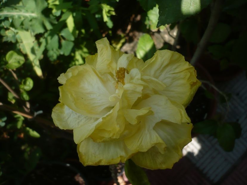 P1390926 - HIBISCUSI 2018-4