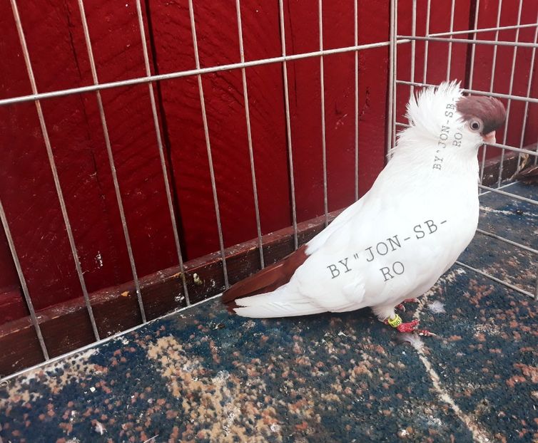 HELMET USA RED - A--PICTURES OF MY PIGEON BREEDS
