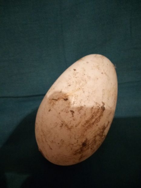 Septembrie și continuă! - Gâște 2018 și 2019