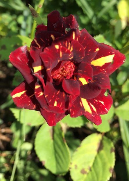 8848F8BA-AA92-444A-92DE-9D66B5FA9E2A - Trandafiri la balta