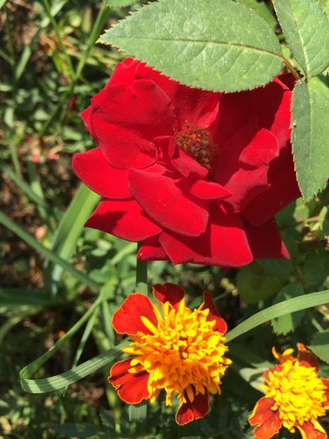 55A89BF4-AA36-421B-829E-502B53272D72 - Trandafiri la balta