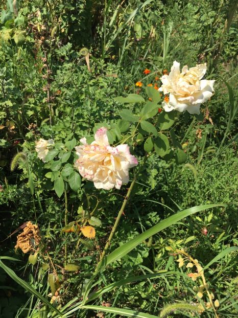 6CC685B4-166C-4E8F-988C-35E3147FD807 - Trandafiri la balta