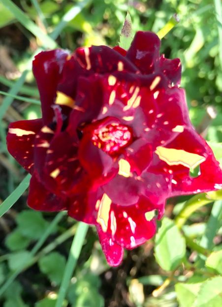 BCA09213-CE7F-42B5-A153-873A8B028181 - Trandafiri la balta