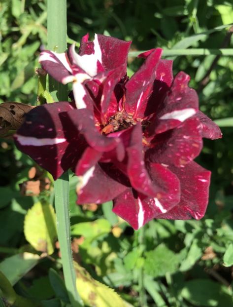 F811623C-CE9A-4244-9DDF-D03167A76420 - Trandafiri la balta