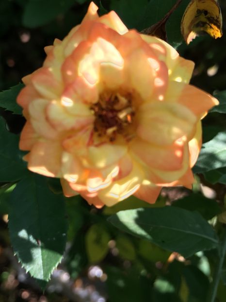 D9DB7D43-FBE4-412E-B835-854F487E3421 - Trandafiri la balta