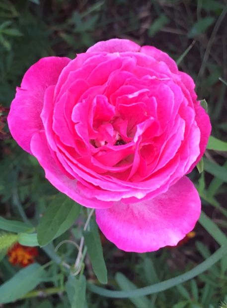 2E505BB1-8A07-4397-85CC-FFB6C27C6F23 - Trandafiri la balta