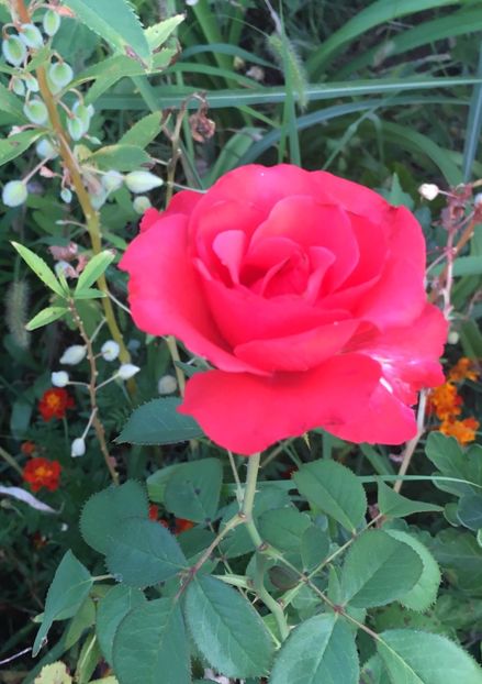 13F7ABCB-902B-4953-BEA5-3F65206A7096 - Trandafiri la balta