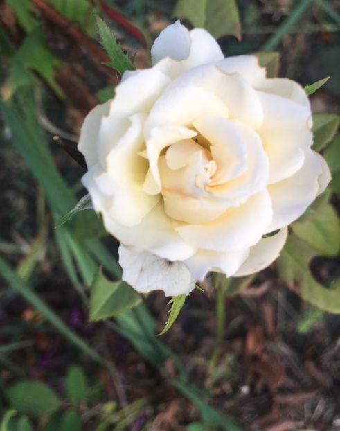 AFC94F73-82D6-4D71-AB8B-732D4CF3B88E - Trandafiri la balta