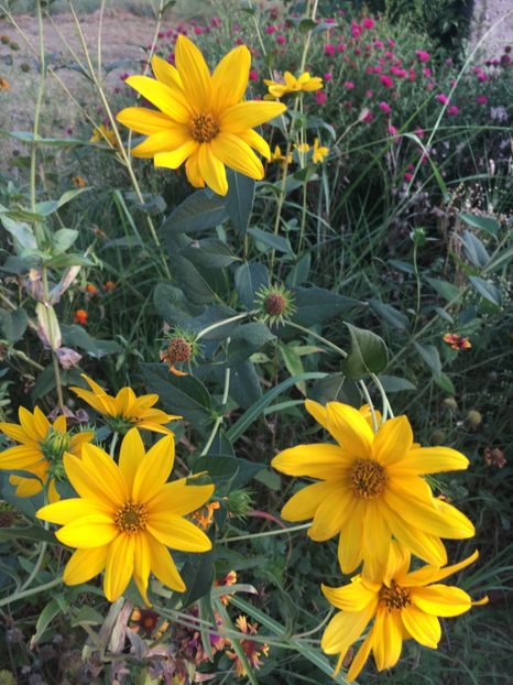 180FD110-69C4-41A0-9BF1-B2752D7F8ADD - Flori la balta 2