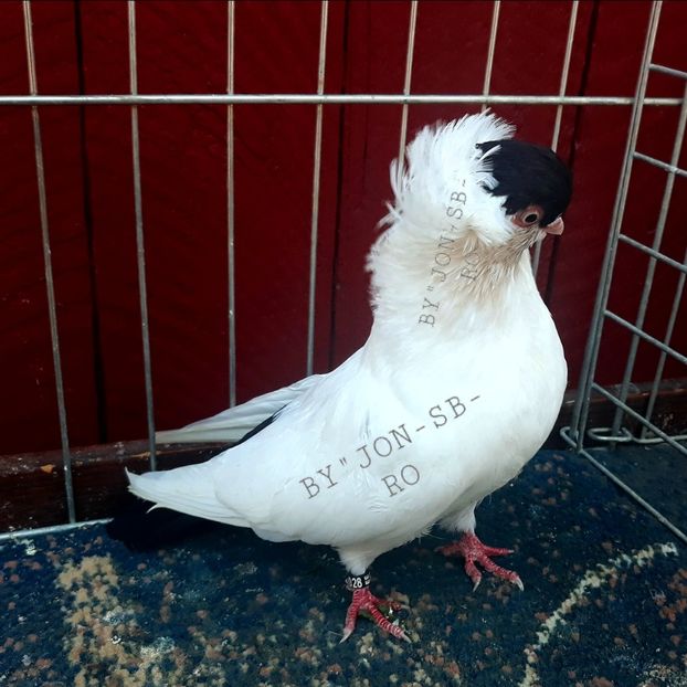 PIGEON HELMET USA - A--PICTURES OF MY PIGEON BREEDS