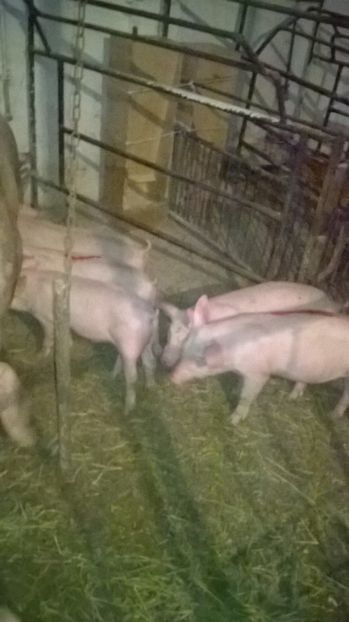  - vand purcei de rasa carne Landras x Petrain