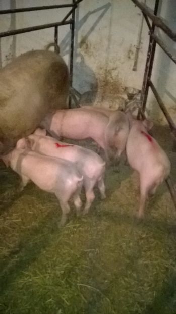  - vand purcei de rasa carne Landras x Petrain