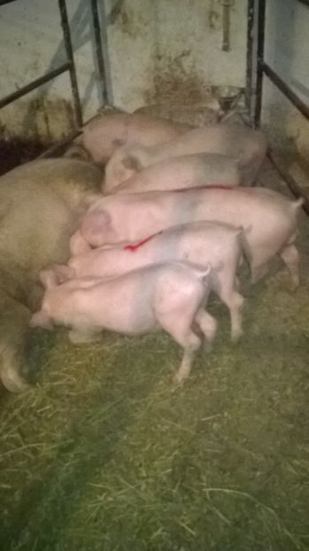  - vand purcei de rasa carne Landras x Petrain