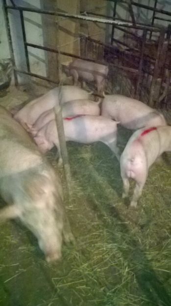  - vand purcei de rasa carne Landras x Petrain