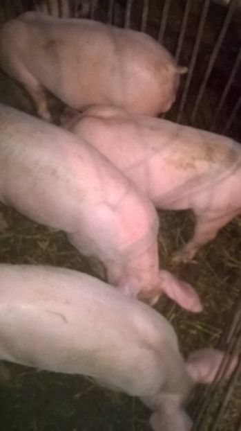  - vand purcei de rasa carne Landras x Petrain