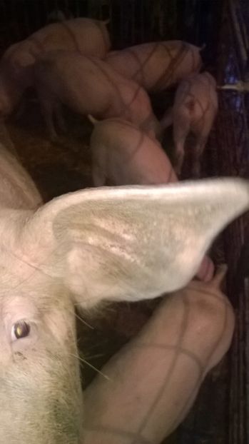  - vand purcei de rasa carne Landras x Petrain