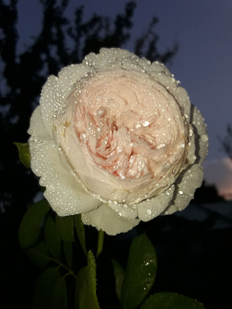  - Herzogin Christina